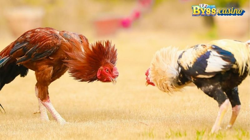 Đá Gà: Lịch Sử, Văn Hóa và Sự Phát Triển